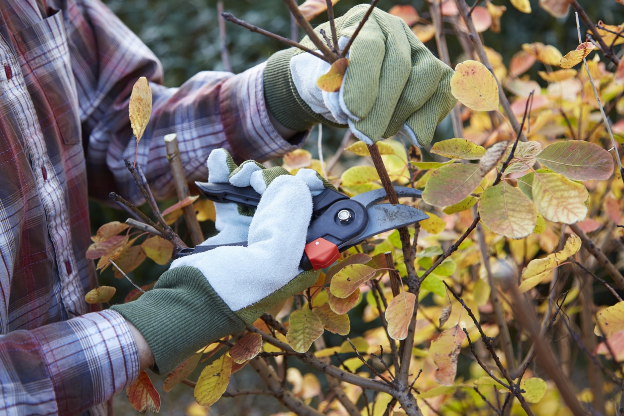 Homme taillant un buisson dans le jardin - Steric Service d'Émondage